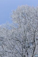 170114 雪景色　弐態
