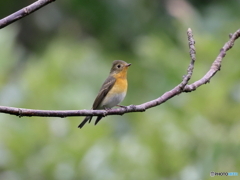 ムギマキ　①　201024 