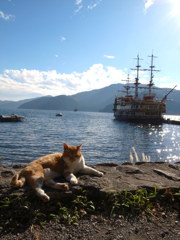 猫と船