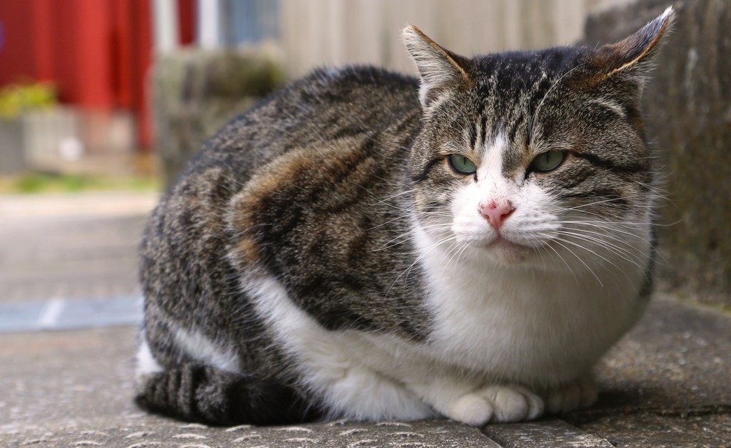 藍島のネコ