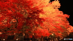 夜空彩る