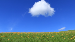 キスゲと雲と青空と