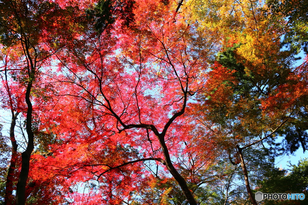 紅葉の平林寺　’13