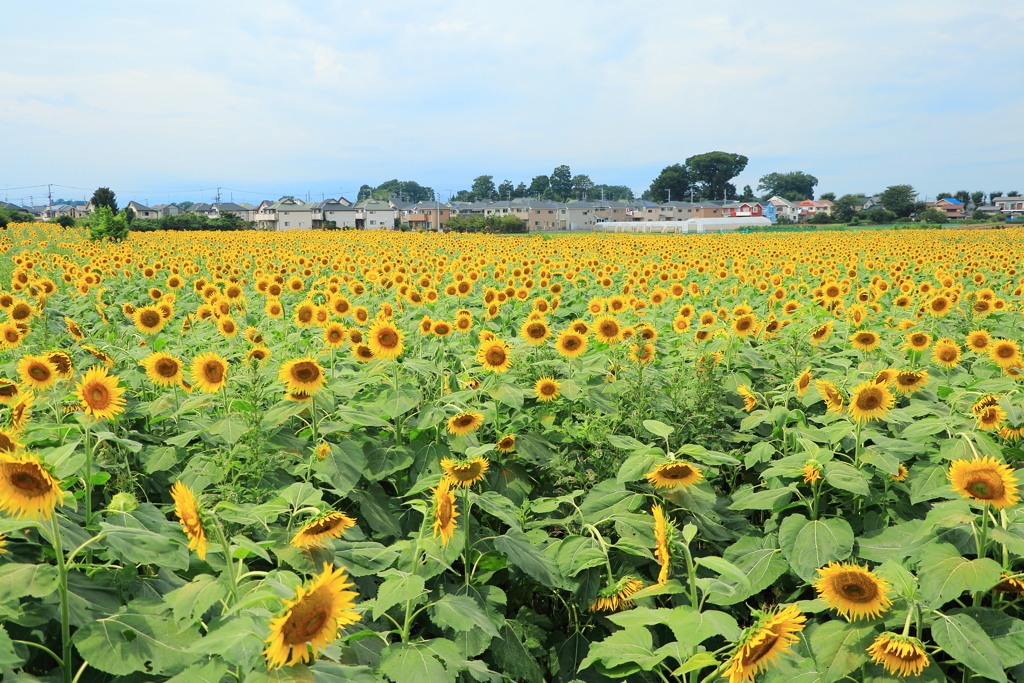 夏の終わりに