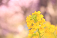 桜の花の咲く頃に