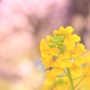 桜の花の咲く頃に