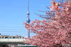 河川敷の春