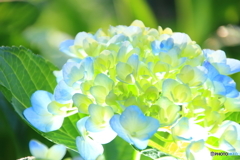 アジサイ日和