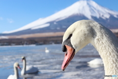 白鳥の湖