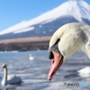 白鳥の湖