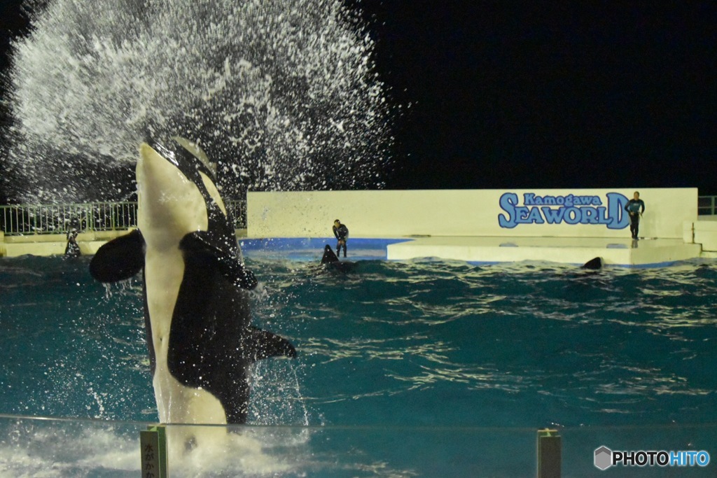 シャチの水掛け