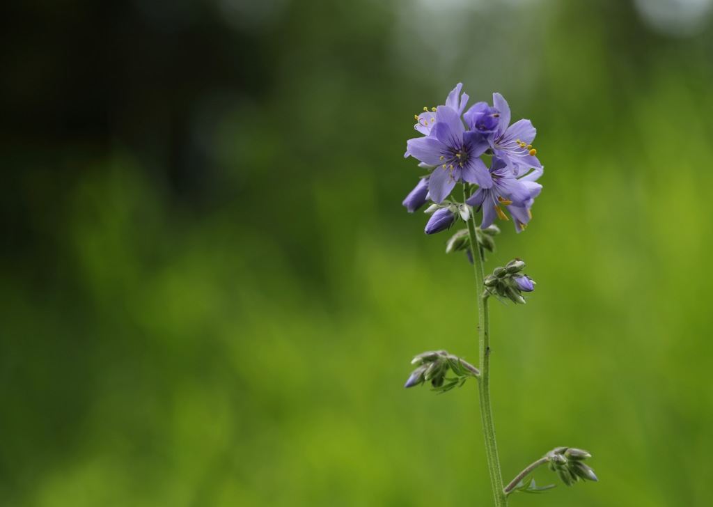 阿蘇外輪山の記憶