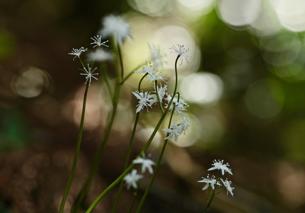 My spring lovers ①-ⅲ