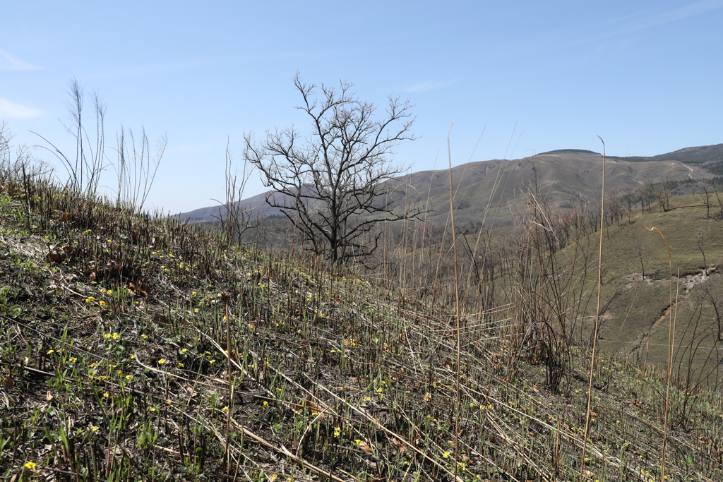 火山灰の化身3