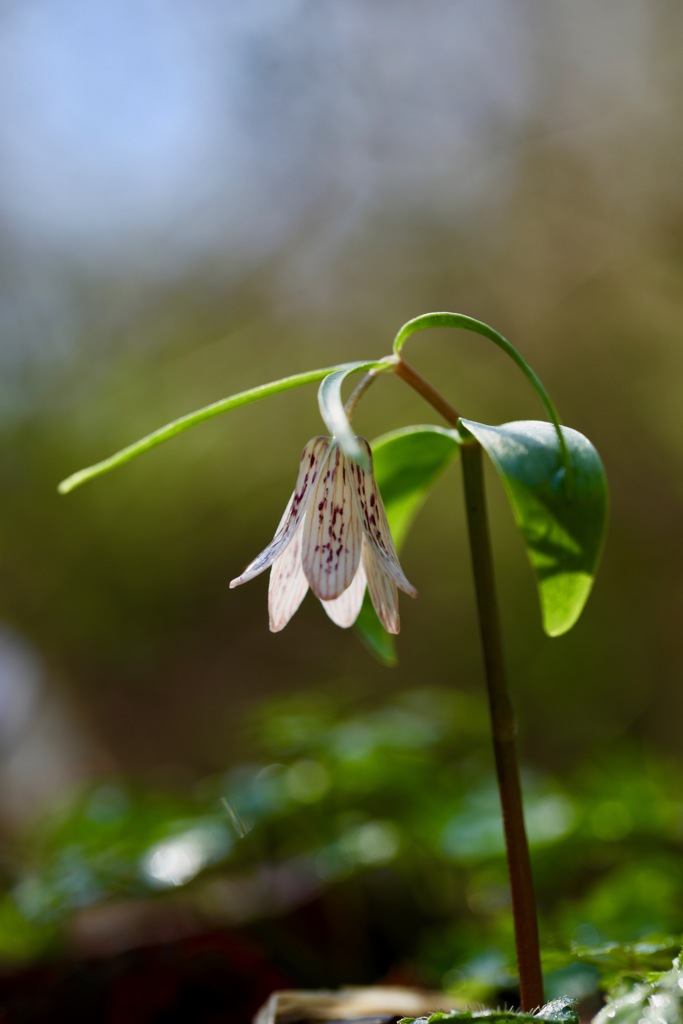 Spring ephemeral ③