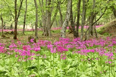 Primula Japonica