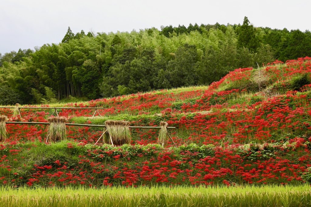 里山の秋の色2018-5