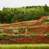 里山の秋の色2018-5