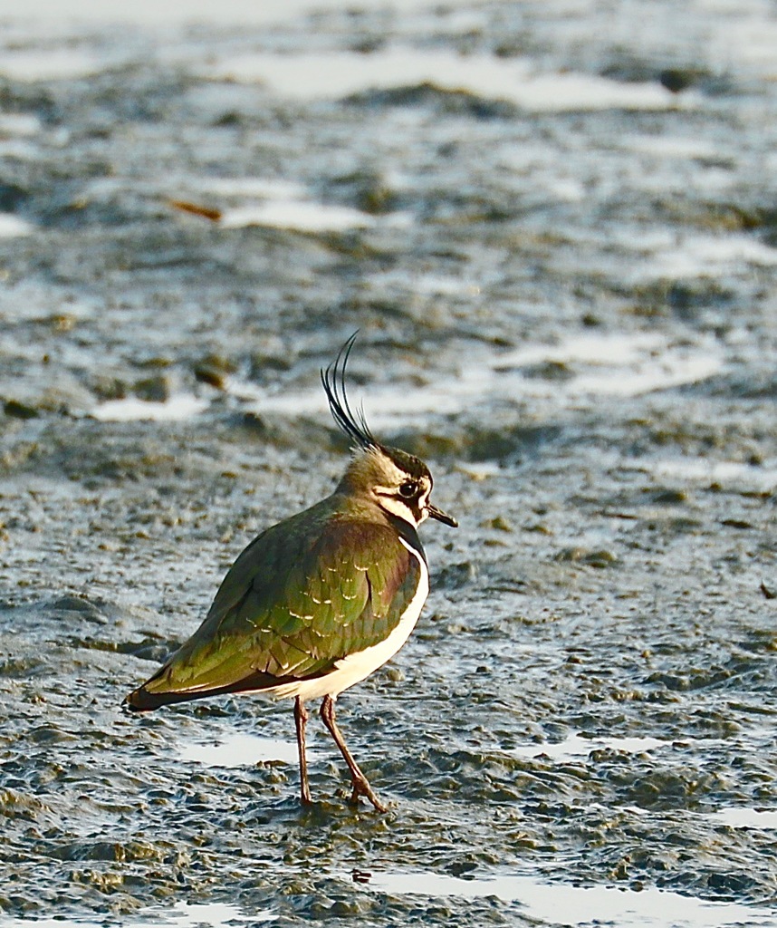 田鳧