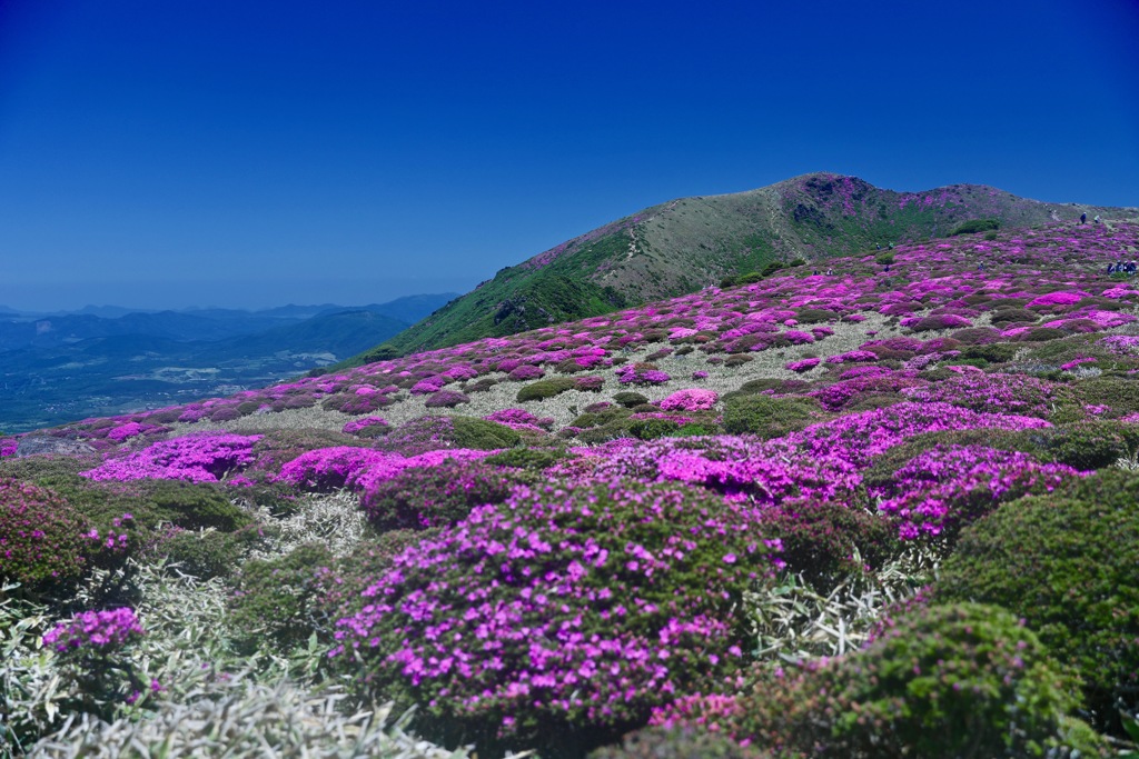 一花絢爛　②