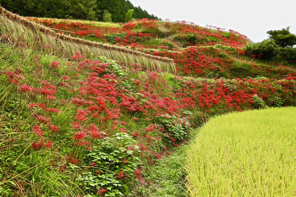 里山の秋の色2018-3