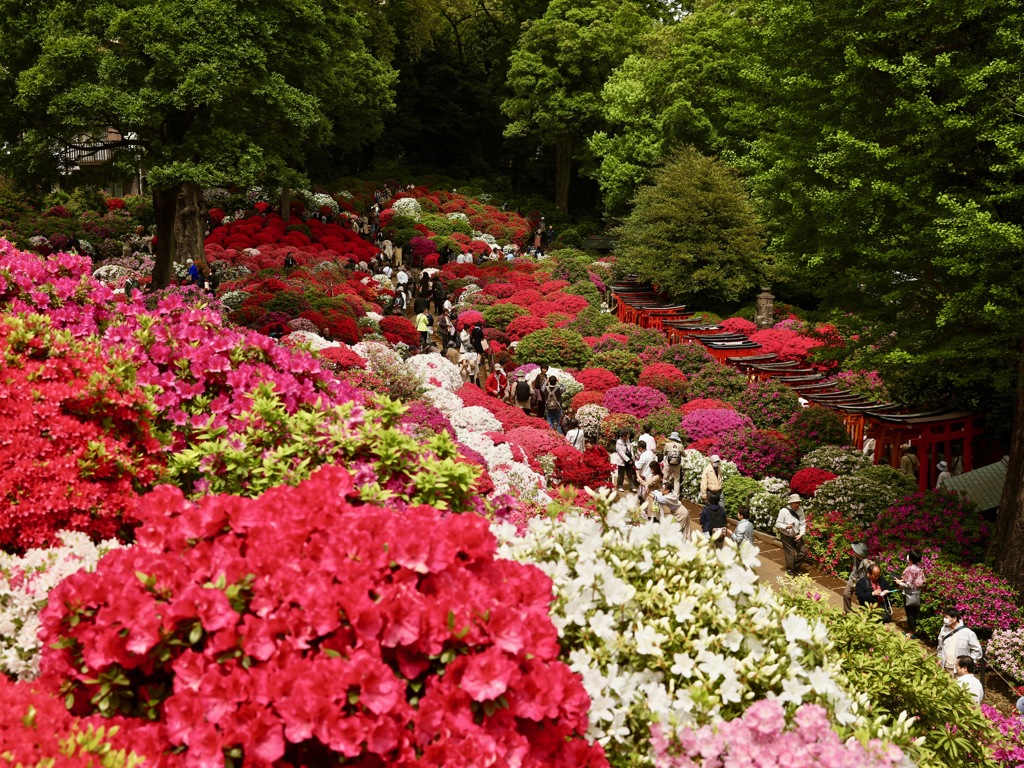 下町の華