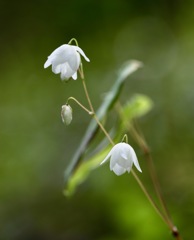 これも碇草