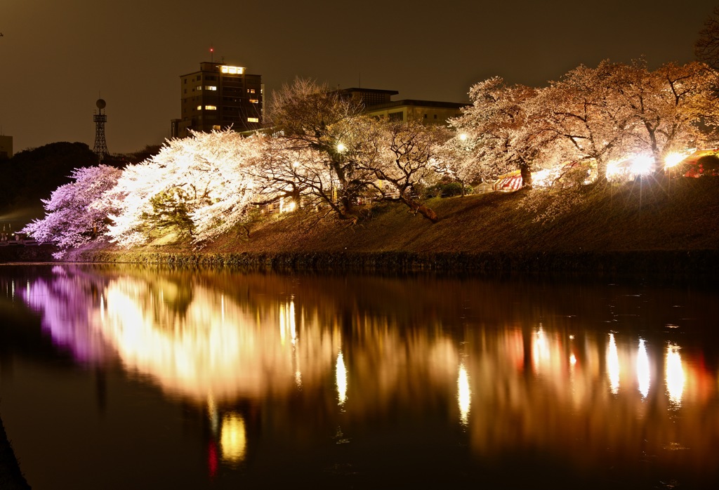 Sakura reflection ②