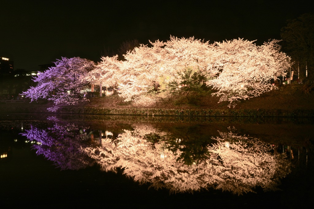 Sakura reflection ③