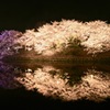 Sakura reflection ③