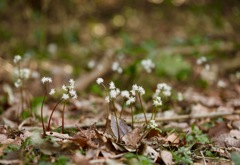 My spring lovers in the forest