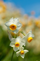 Narcisse fragrance　Ⅱ