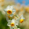 Narcisse fragrance　Ⅱ