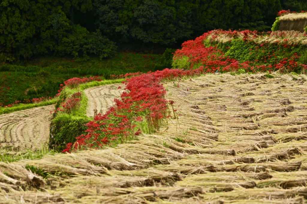 里山の秋の色2018-6