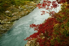 祖谷渓谷の秋の色②