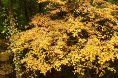 奥祖谷渓谷の秋の色④