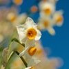 Narcisse fragrance　Ⅲ