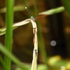 三種揃い踏み