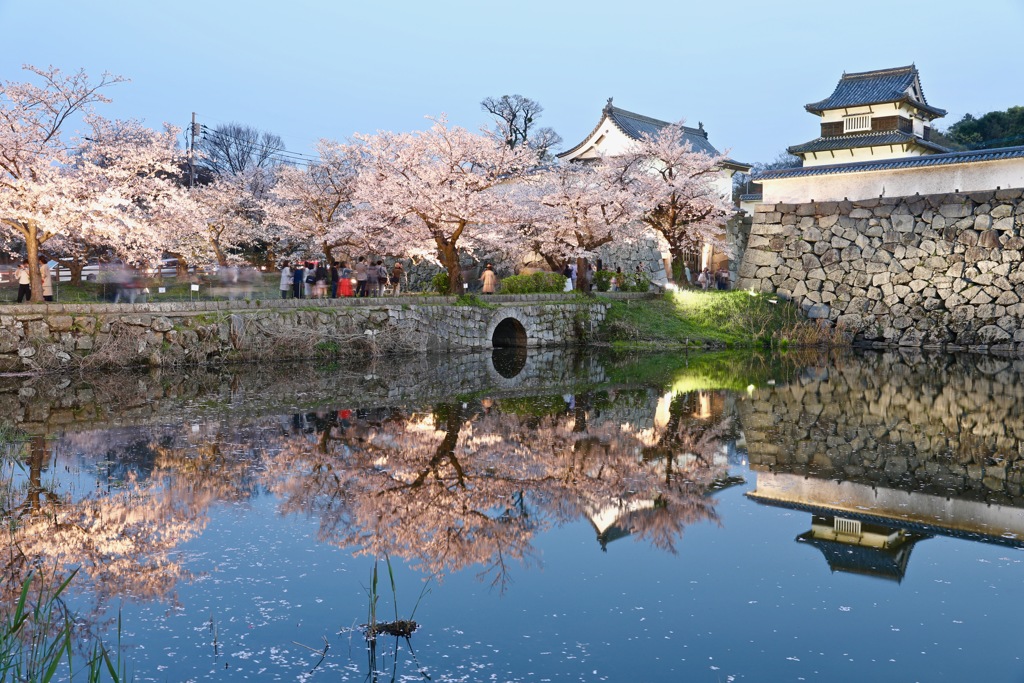 Sakura reflection ④