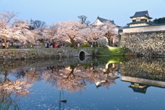 Sakura reflection ④