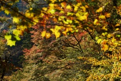 神庭の秋の色④