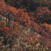 褐葉②