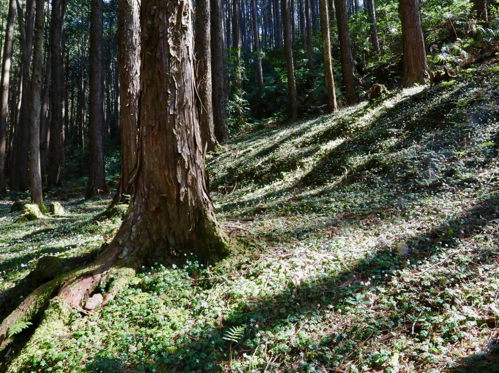 林床の妖精