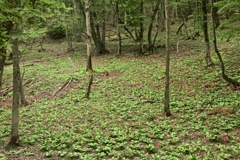 たたら遺跡の美しい遺産　②