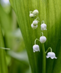 純白の花風に揺れ