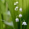 純白の花風に揺れ