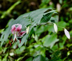 滝百合