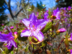 なにかしらの花。