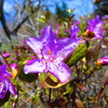 なにかしらの花。