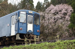 【秋田内陸線】左通駅の桜